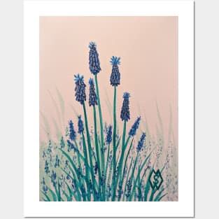 Grape hyacinth flower study Posters and Art